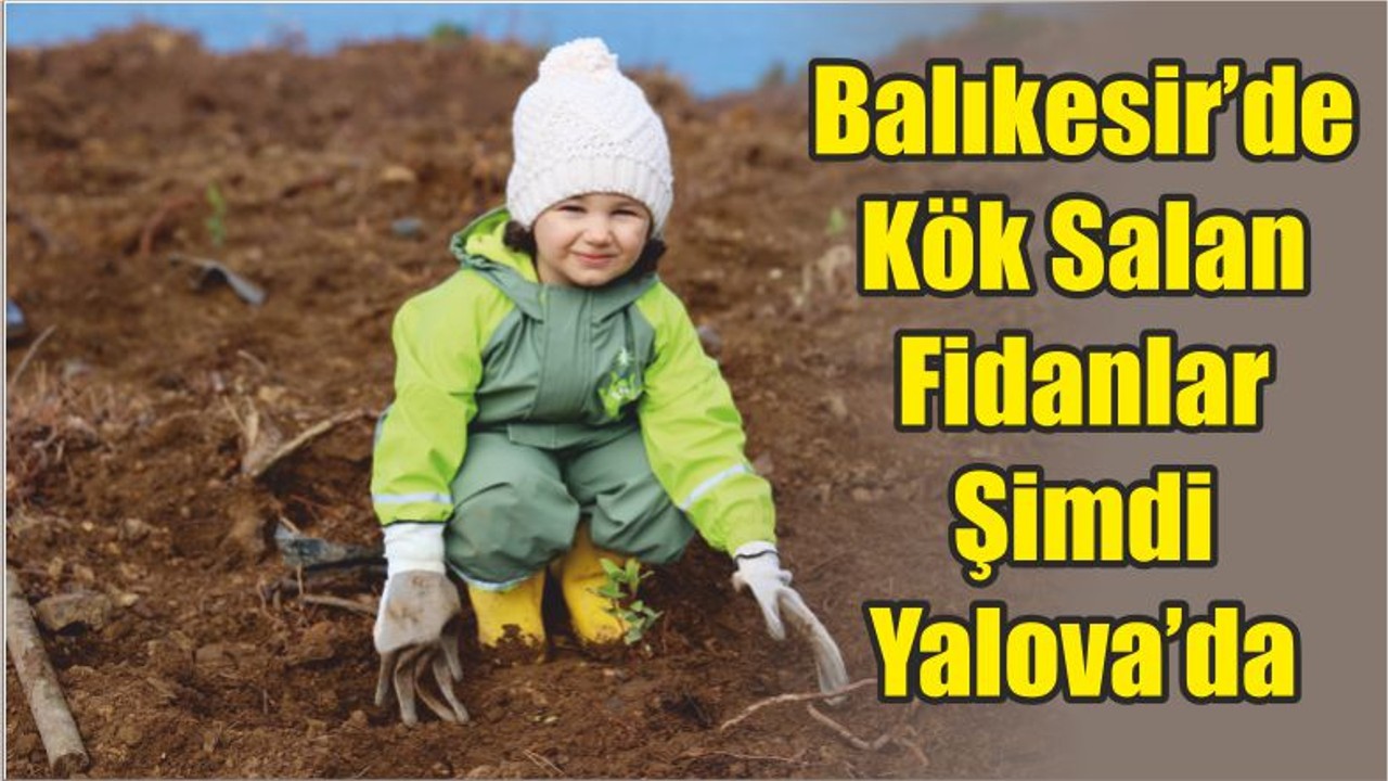 Balıkesir’de Kök Salan Fidanlar Şimdi Yalova’da