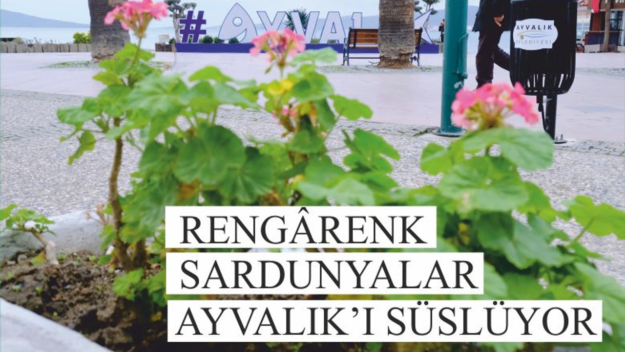 RENGÂRENK SARDUNYALAR AYVALIK’I SÜSLÜYOR