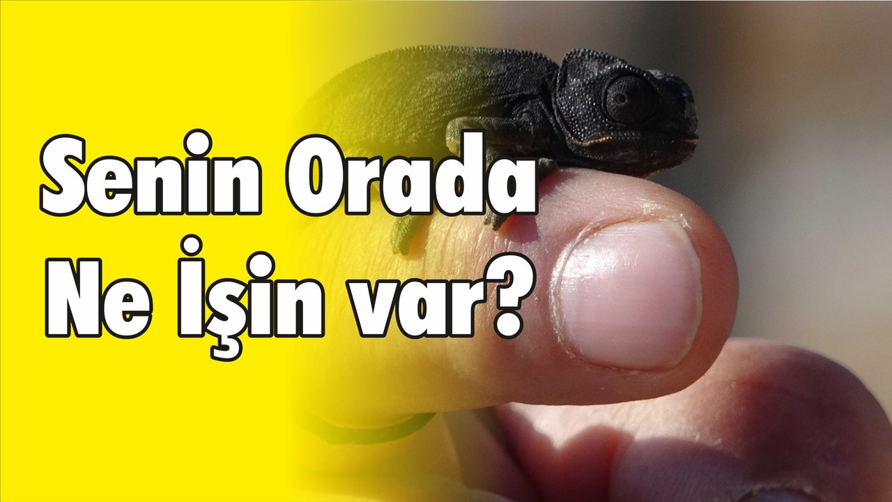 Eşyaların Arasından Bukalemun Çıktı