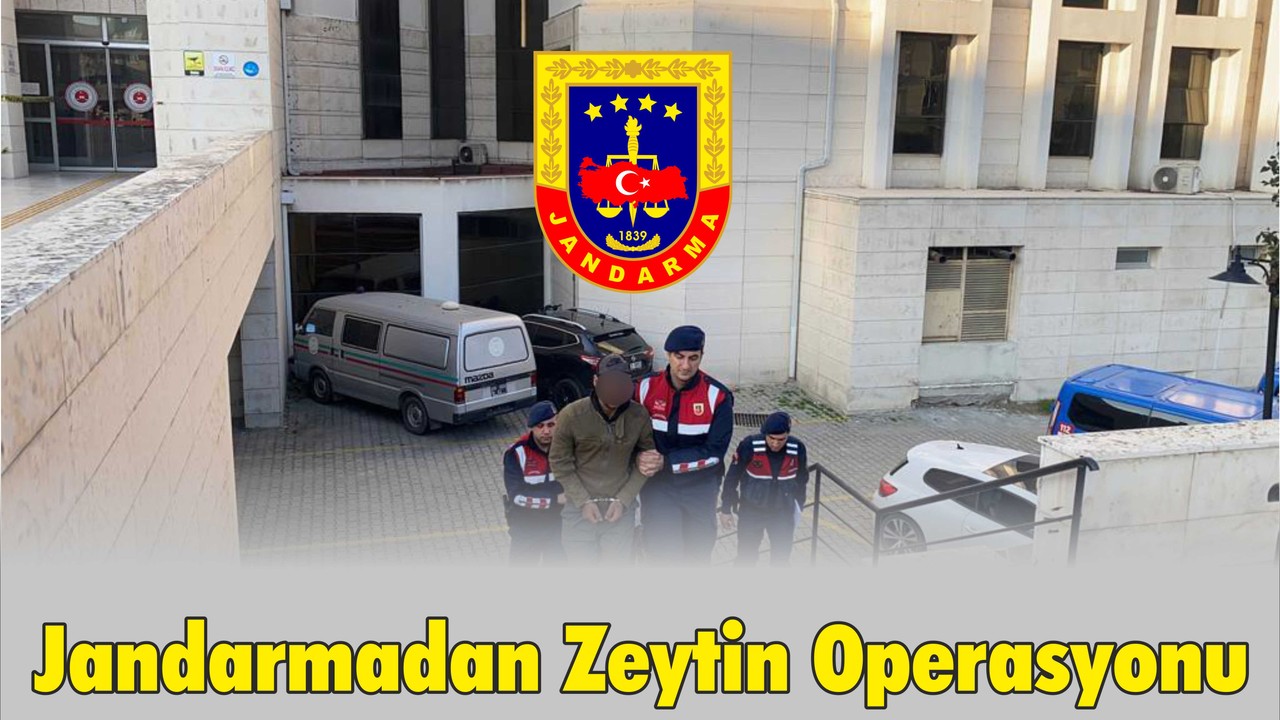 Jandarmadan Zeytin Hırsızlarına Suçüstü