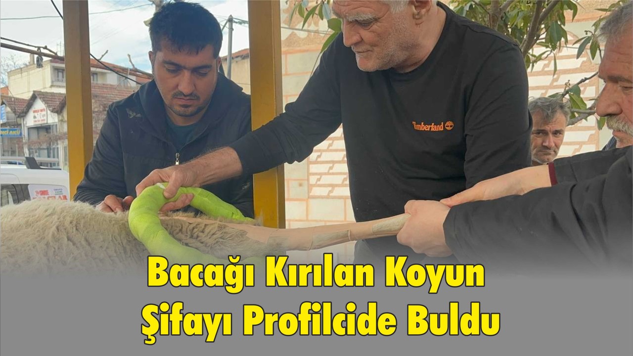 Bacağı Kırılan Koyun Şifayı Profilcide Buldu