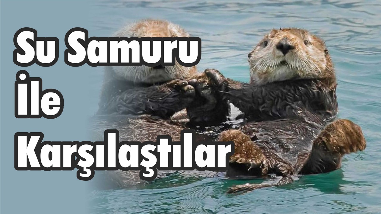 Su Samuru İle Karşılaştılar