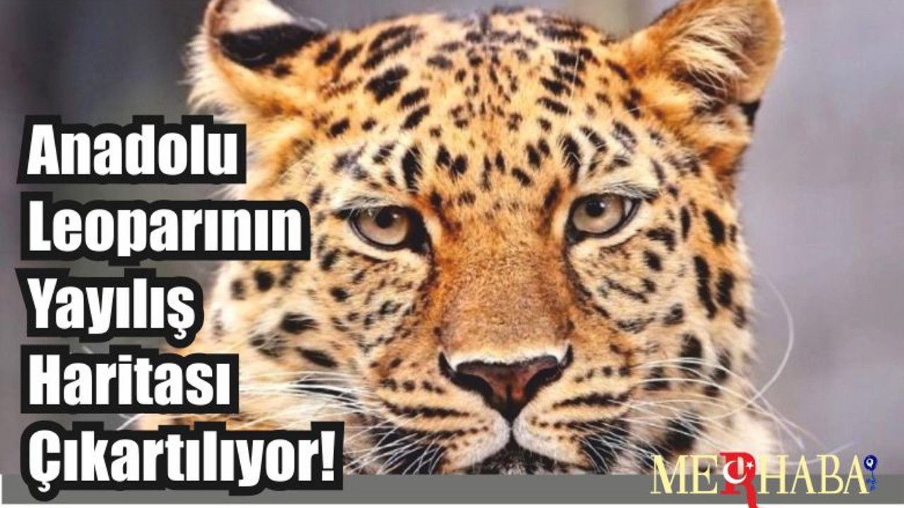 Anadolu Leoparının Yayılış Haritası Çıkartılıyor!