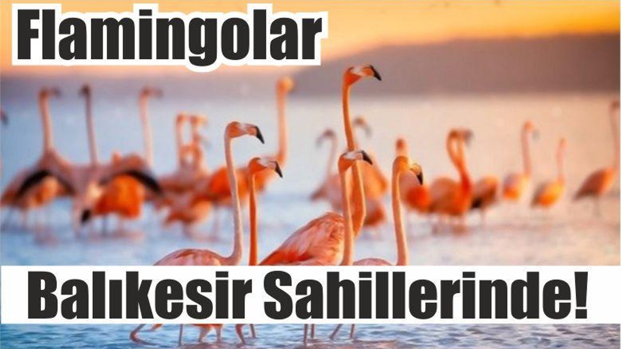 Flamingolar Balıkesir Sahillerinde!