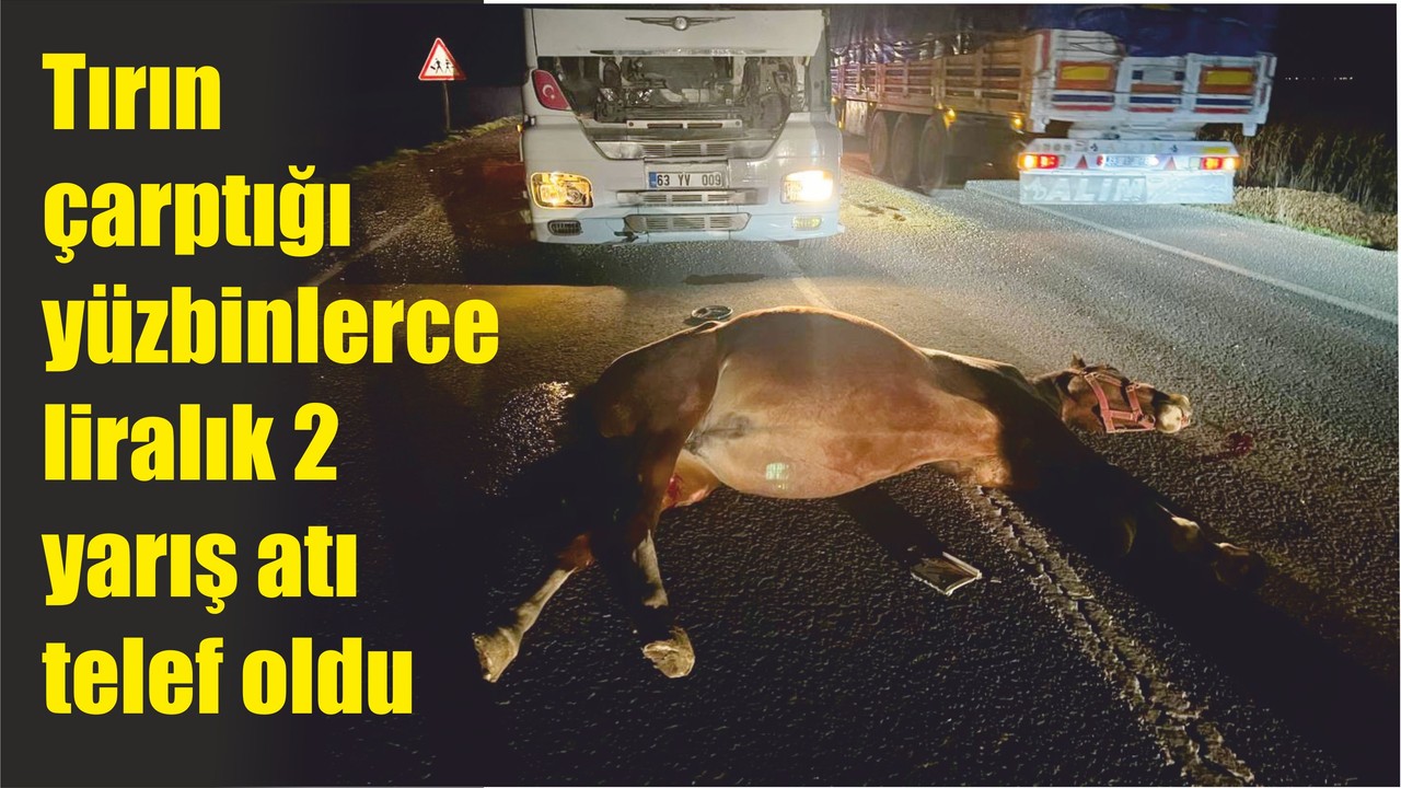 Tırın çarptığı yüzbinlerce liralık 2 yarış atı telef oldu