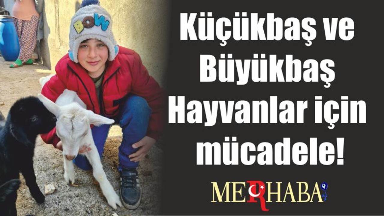 Küçükbaş ve Büyükbaş Hayvanlar için mücadele!