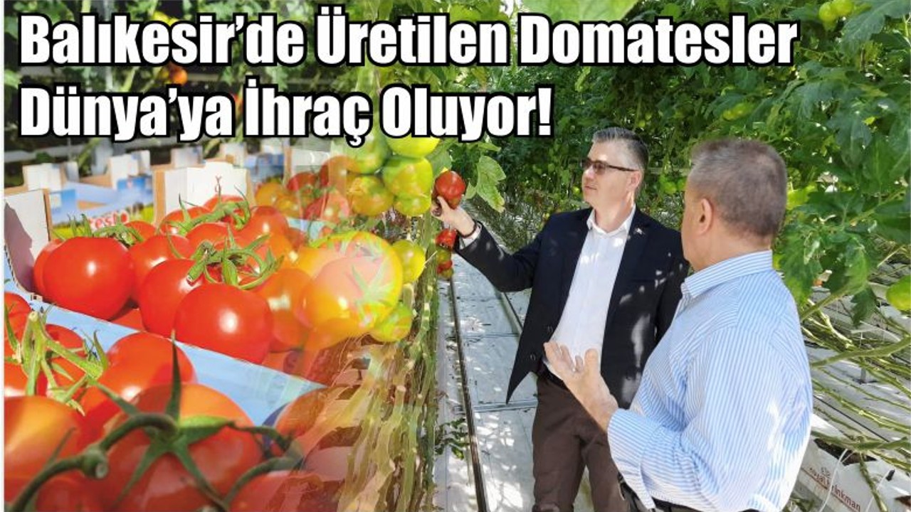 Balıkesir’de Üretilen Domatesler Dünya’ya İhraç Oluyor!