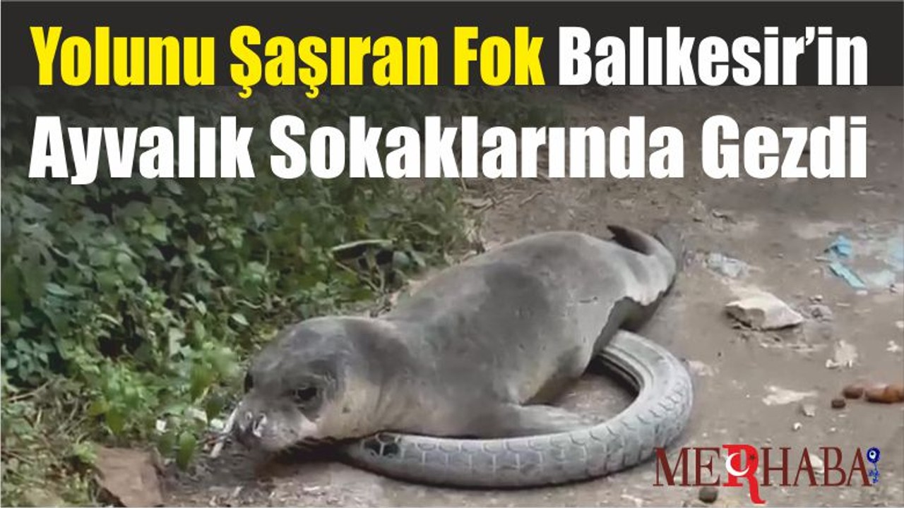 Yolunu Şaşıran Fok Balıkesir’in Ayvalık Sokaklarında Gezdi
