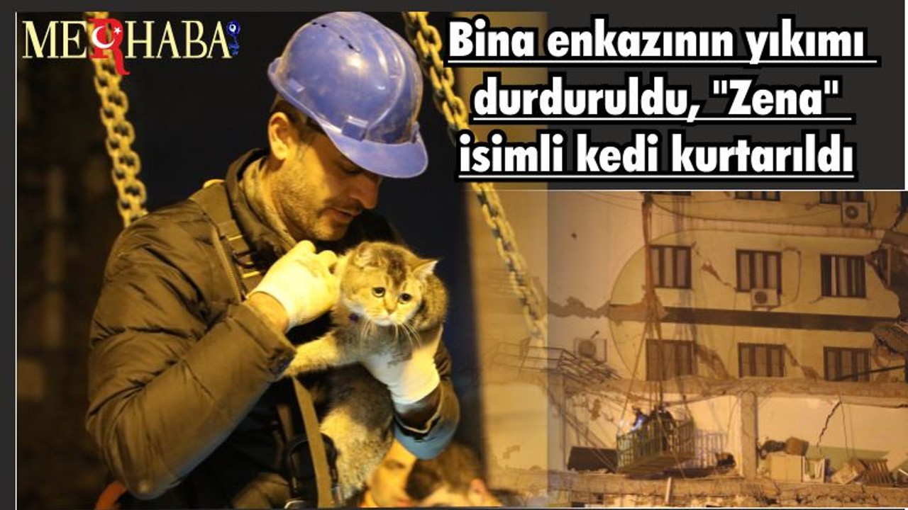 Bina enkazının yıkımı durduruldu, "Zena" isimli kedi kurtarıldı