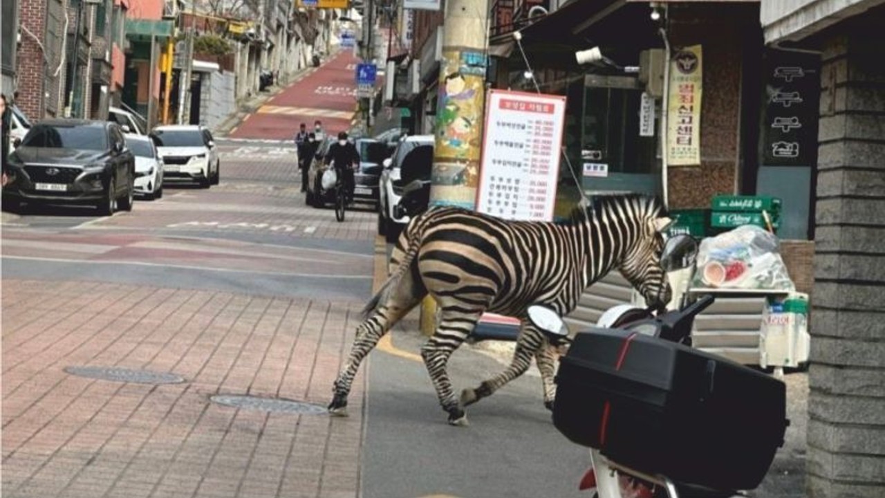 Hayvanat Bahçesinden Kaçan Zebra Şehre İndi