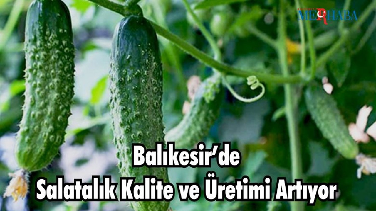 Balıkesir’de Salatalık Kalite ve Üretimi Artıyor