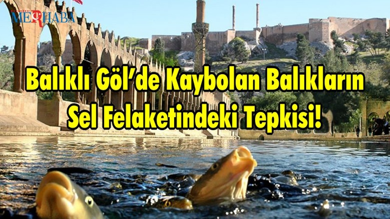 Balıklı Göl’de Kaybolan Balıkların Sel Felaketindeki Tepkisi