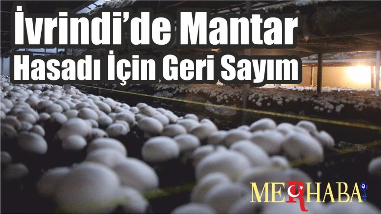 İvrindi’de Mantar Hasadı İçin Geri Sayım