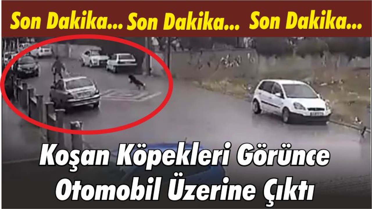 Son Dakika! Koşan Köpekleri Görünce Otomobil Üzerine Çıktı
