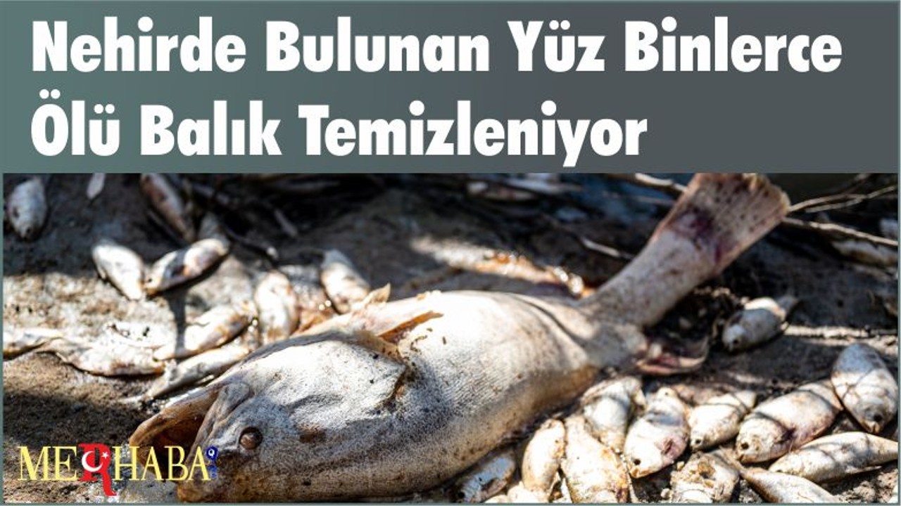 Nehirde Bulunan Yüz Binlerce Ölü Balık Temizleniyor