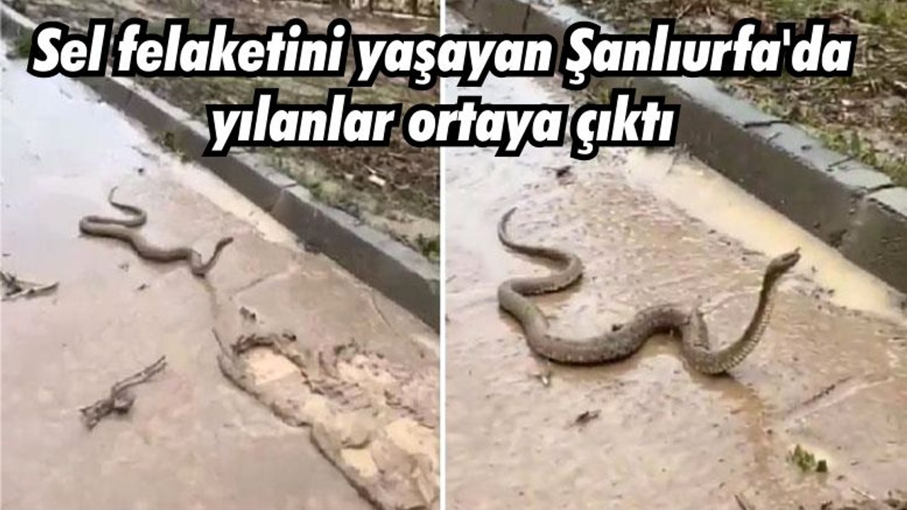 Sel felaketini yaşayan Şanlıurfa'da yılanlar ortaya çıktı