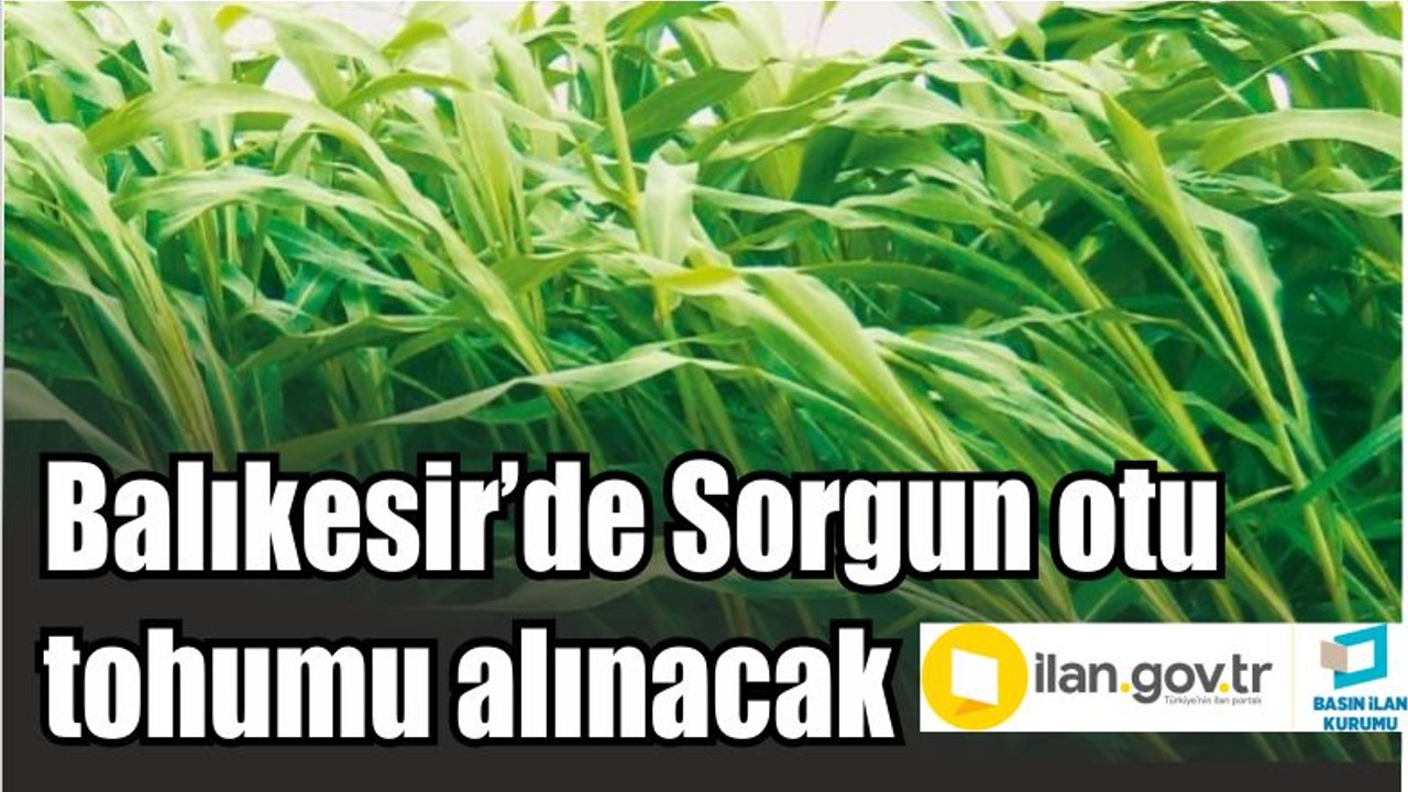 Balıkesir’de Sorgun otu tohumu alınacak