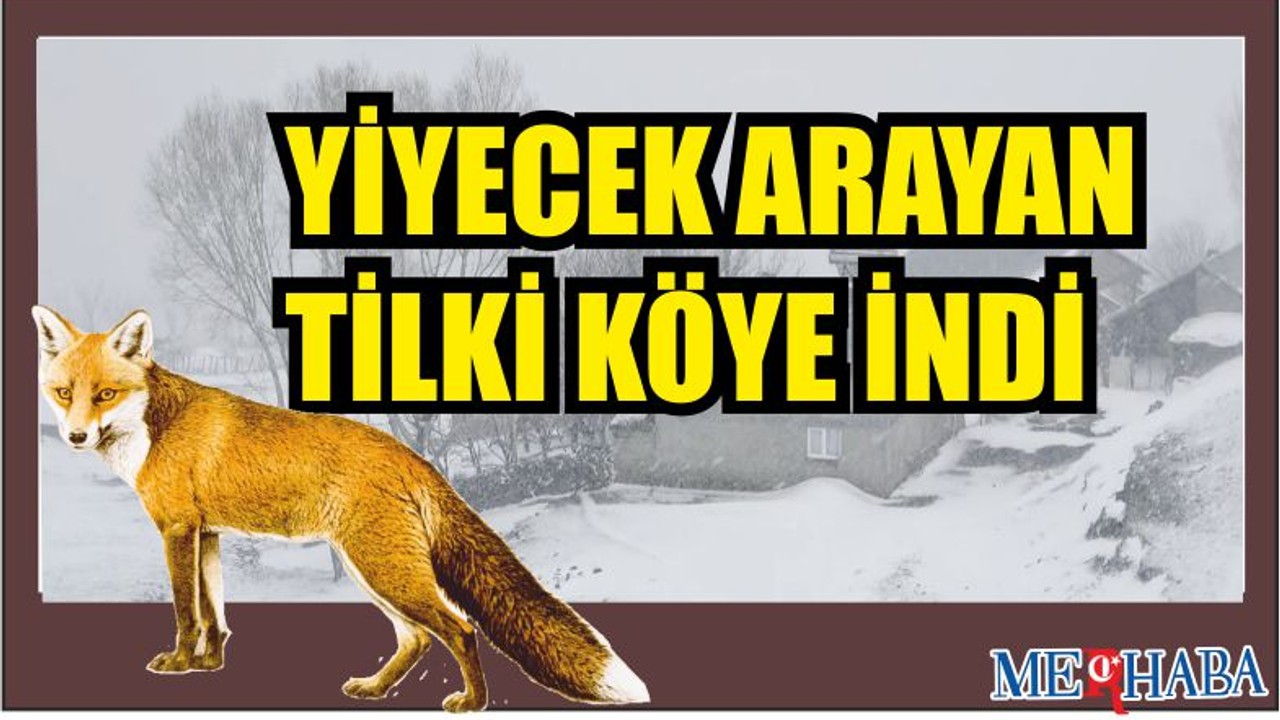Yiyecek arayan tilki köye indi