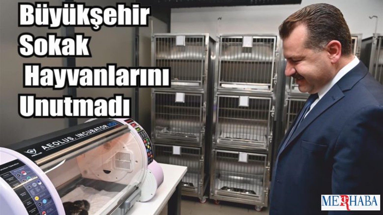 Büyükşehir Sokak Hayvanlarını Unutmadı