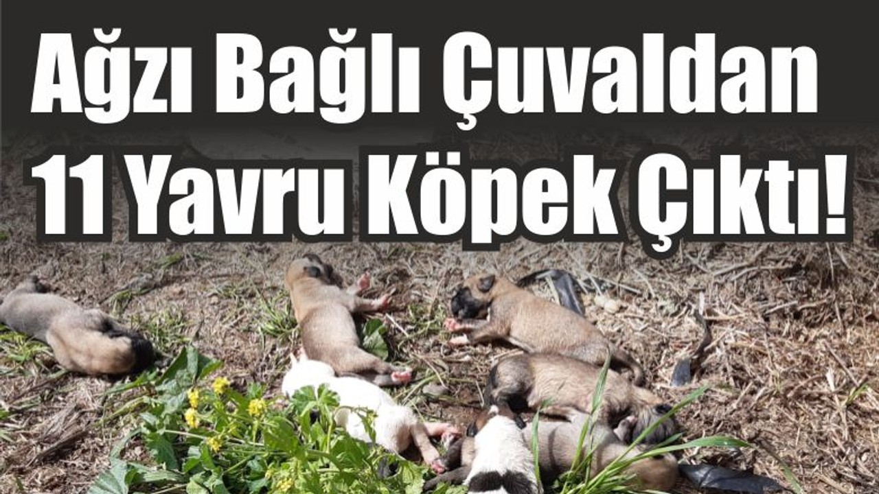Ağzı Bağlı Çuvaldan 11 Yavru Köpek Çıktı!