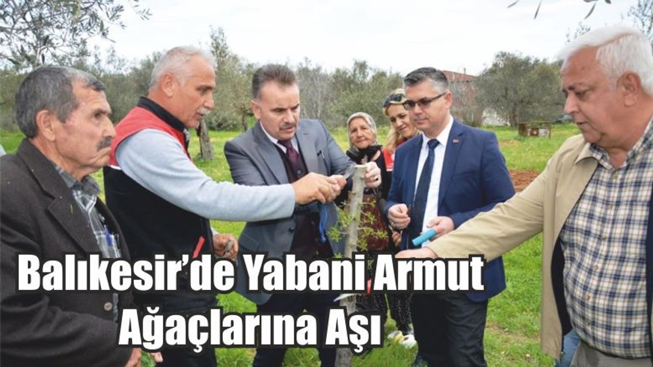 Balıkesir’de Yabani Armut Ağaçlarına Aşı