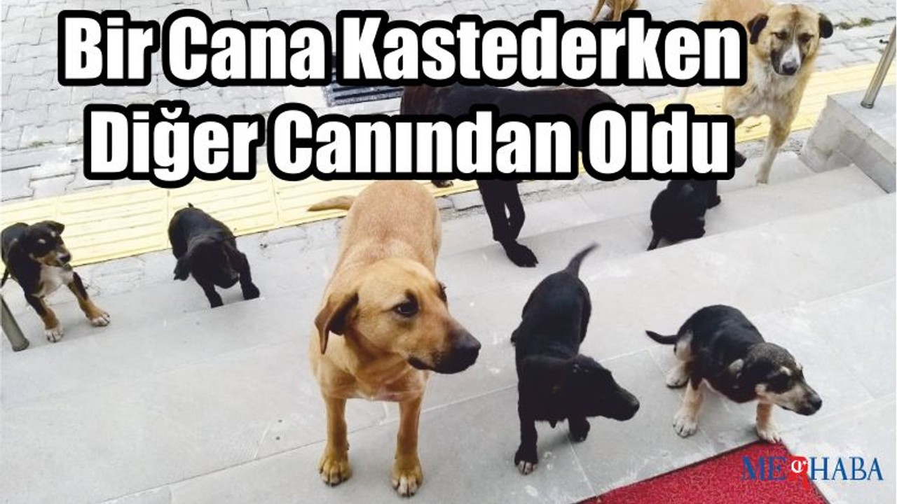 Köpekleri Tüfekle Korkuttu