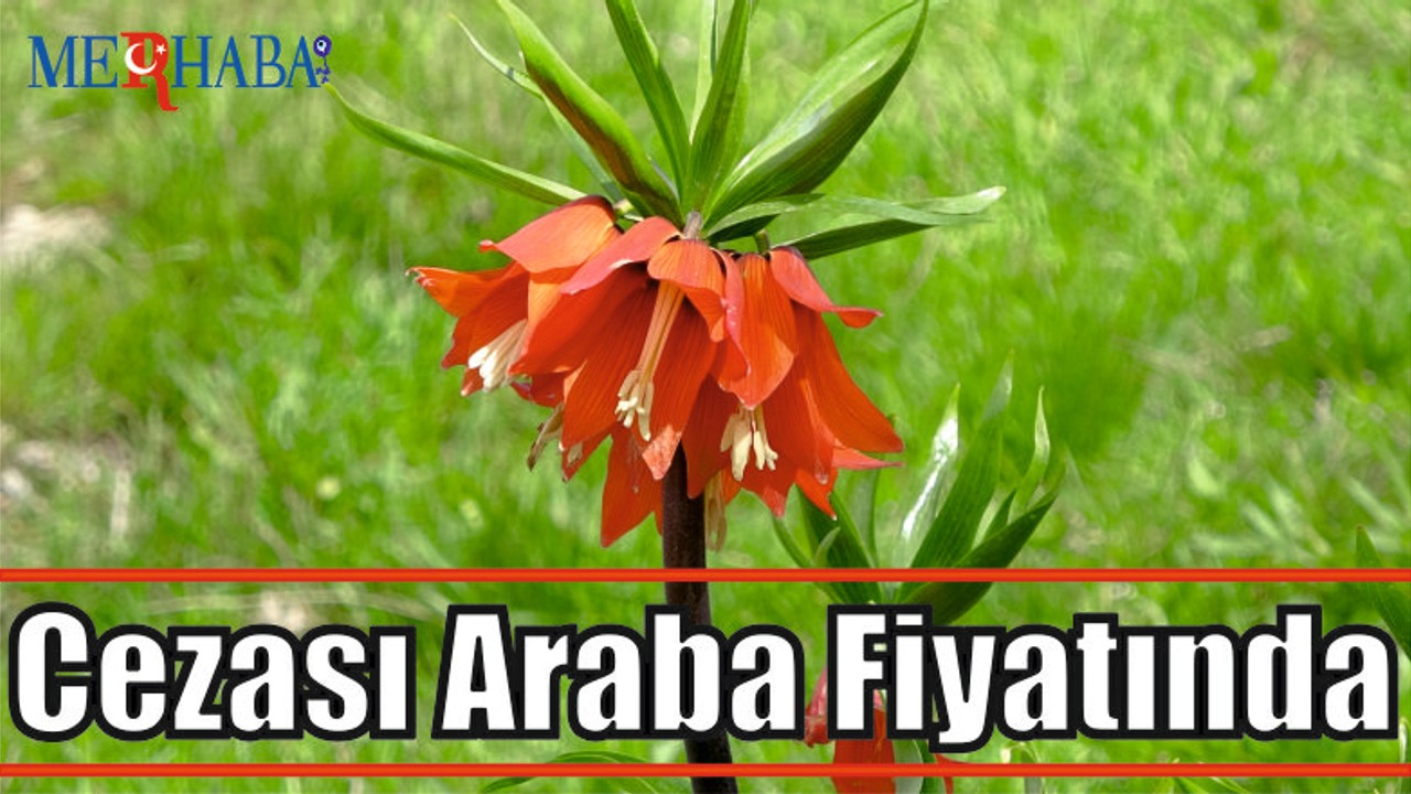Cezası Araba Fiyatında