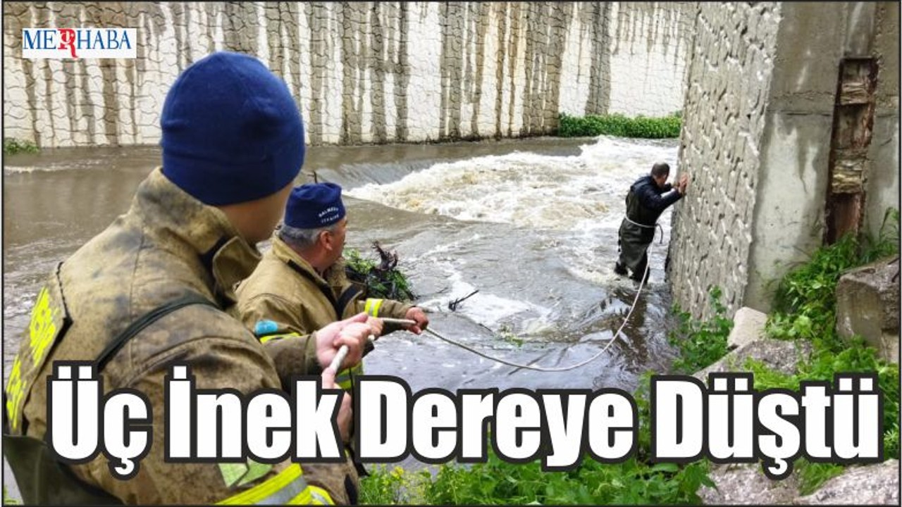Üç İnek Dereye Düştü