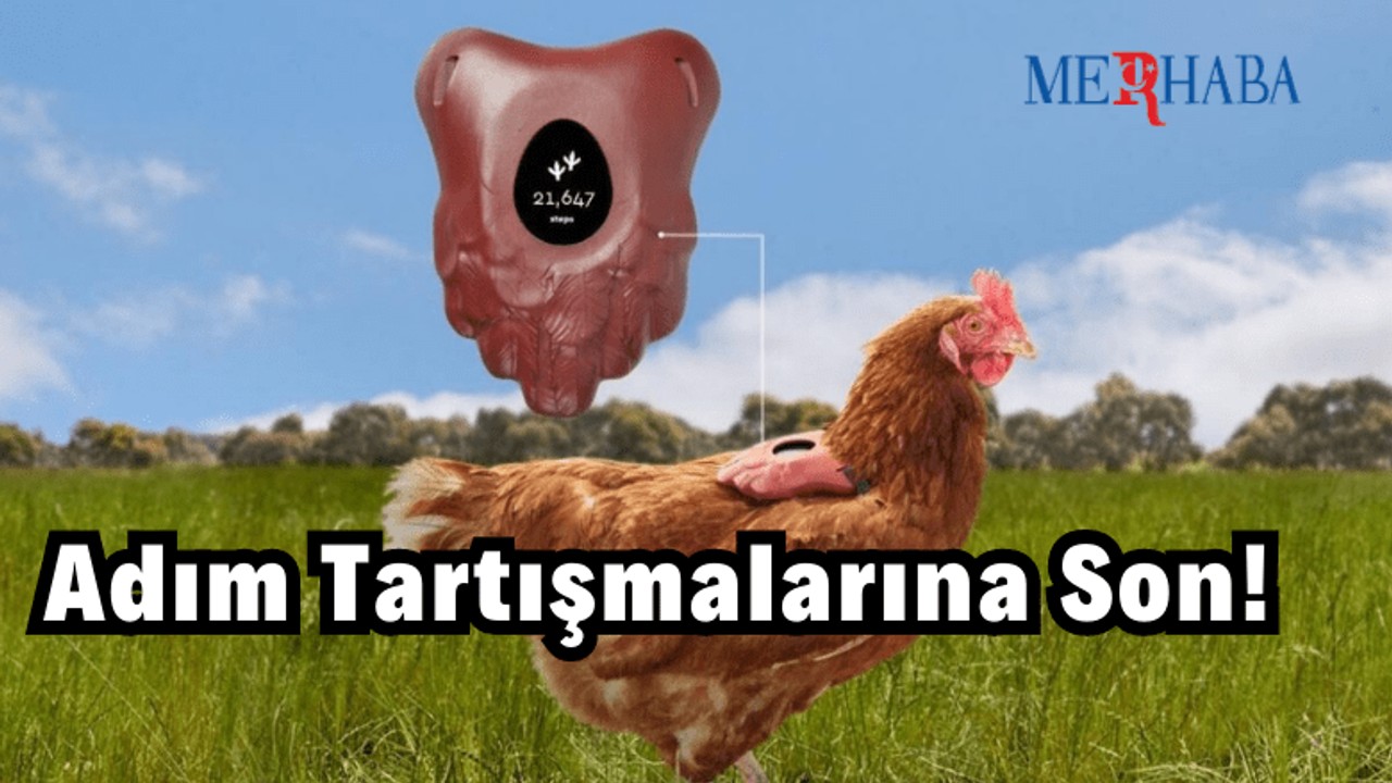 Tavuklar Günde Kaç Adım Atar?