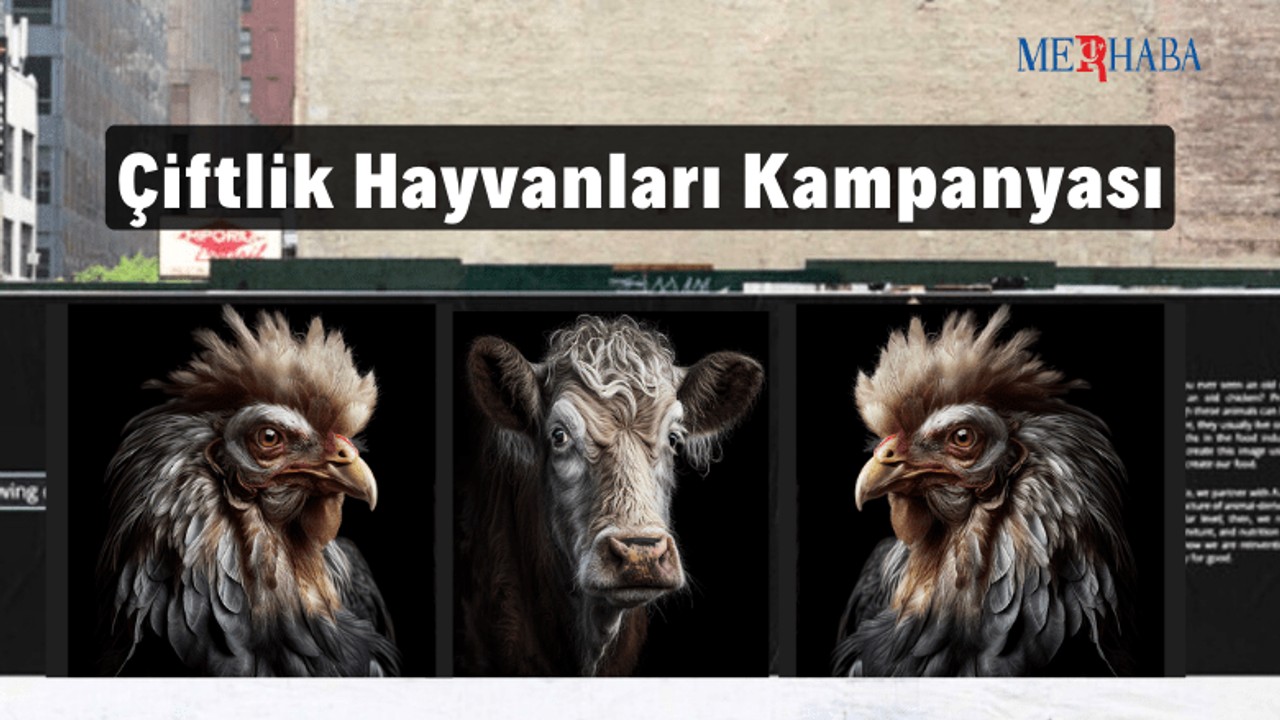Çiftlik Hayvanları Yaşlanabilseydi..