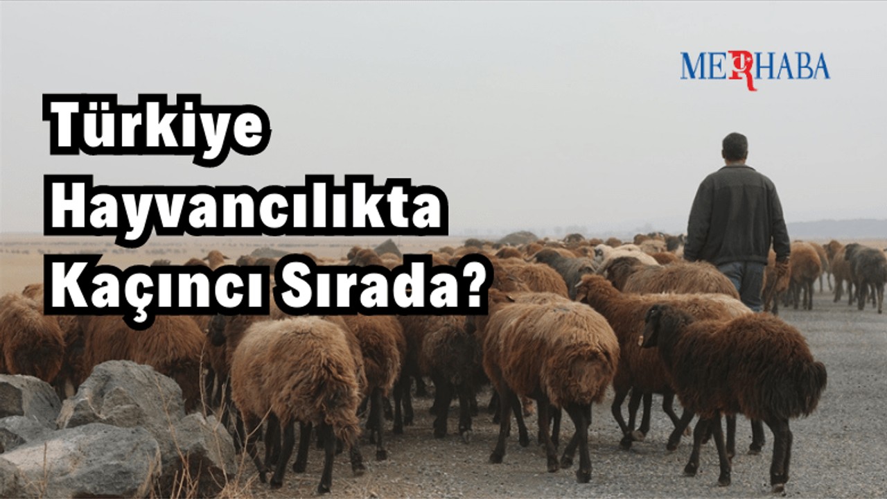 Türkiye Hayvancılıkta Kaçıncı Sırada?