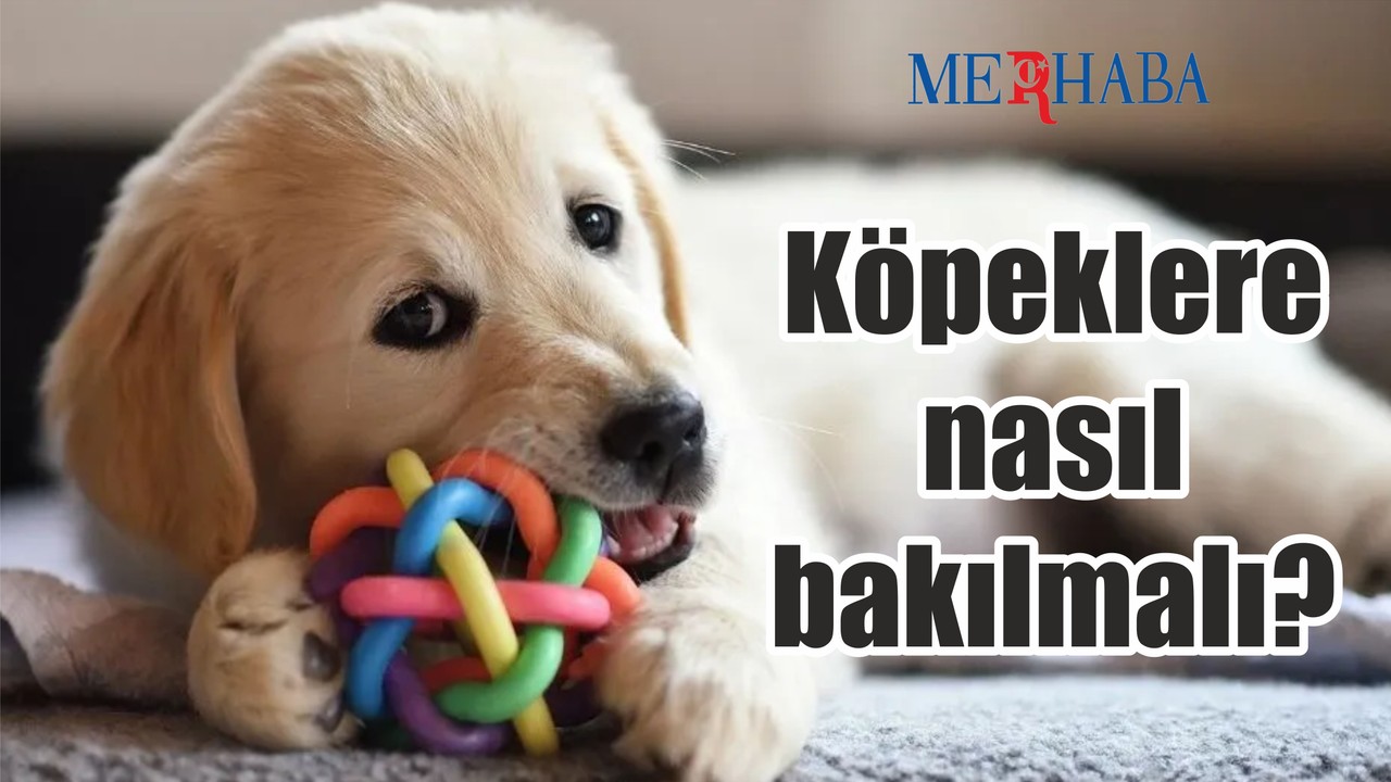 Köpeklere nasıl bakılmalı
