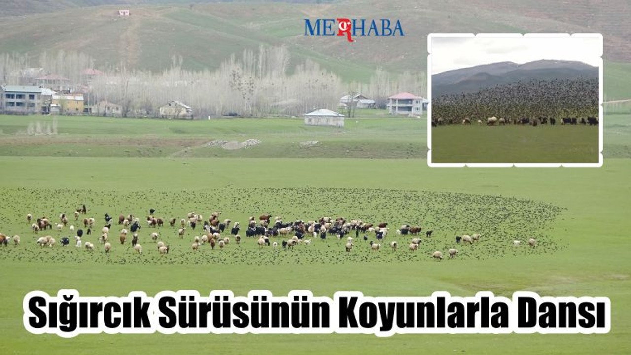 Sığırcık sürüsünün koyunlarla dansı