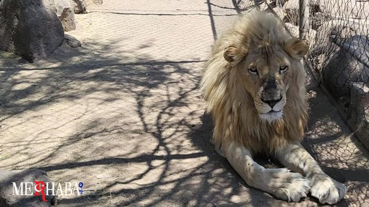Meksika’da Arama: 56 Vahşi Hayvan Ele Geçti