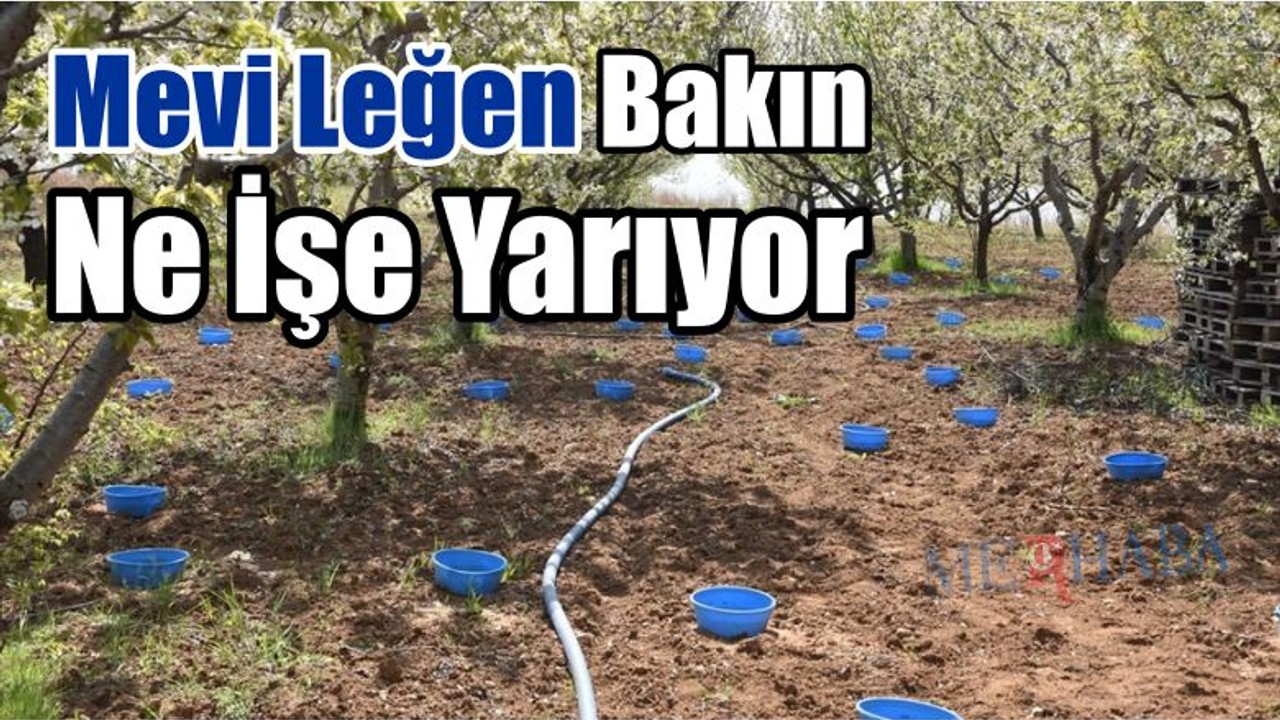 Mavi Legen Mucizesi