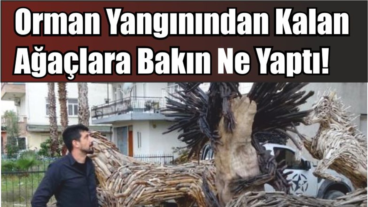 Orman Yangınından Kalan Ağaçlara Bakın Ne Yaptı!