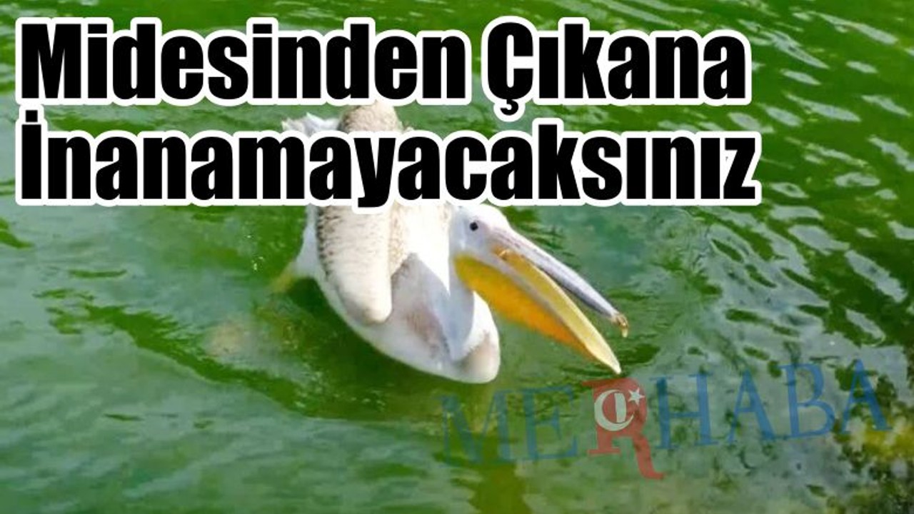 Midesinden Çıkan Şok Etti