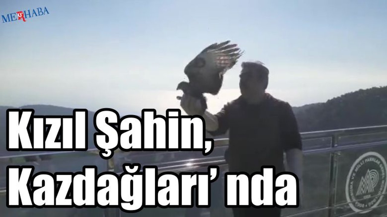 Tedavi edilen Kızıl Şahin