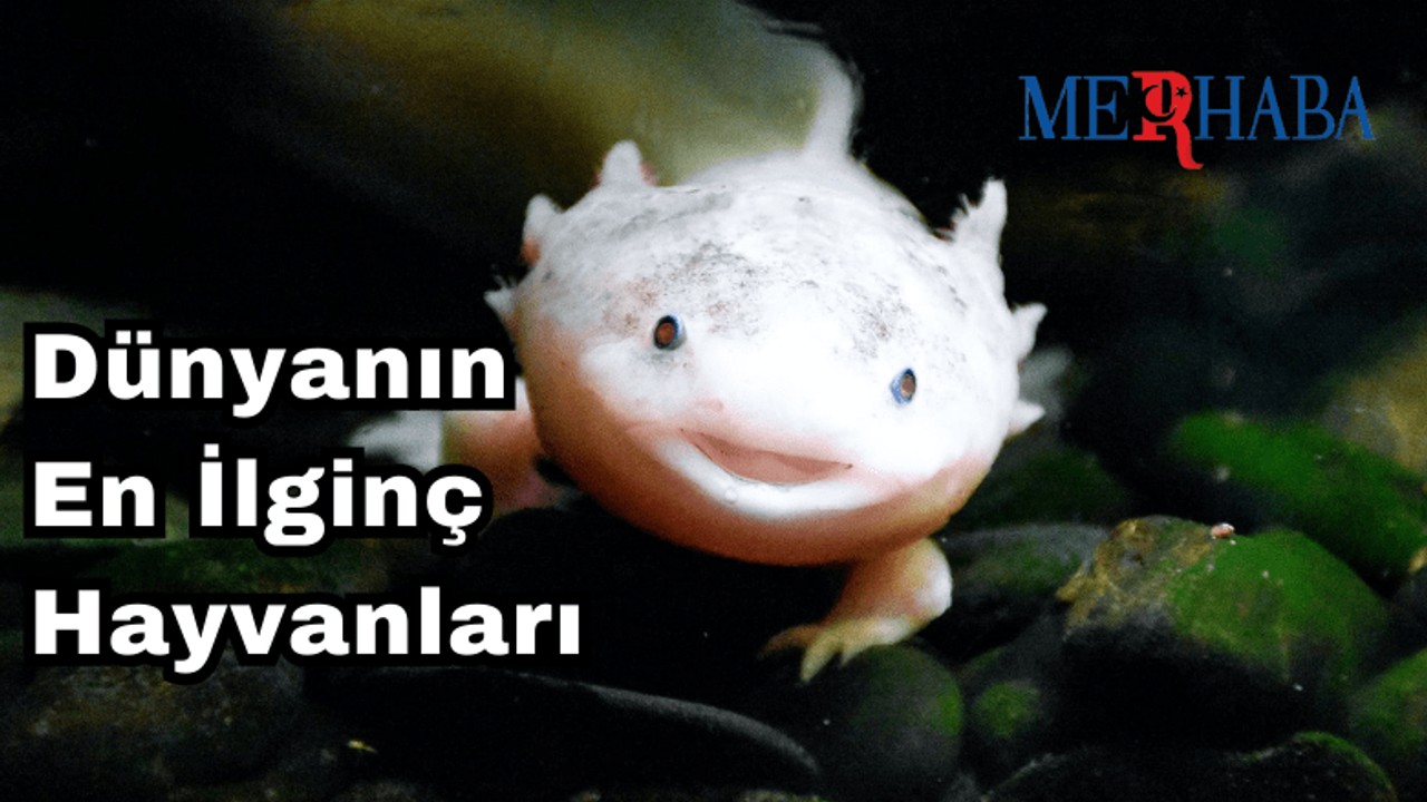 Dünyanın En İlginç Hayvanları