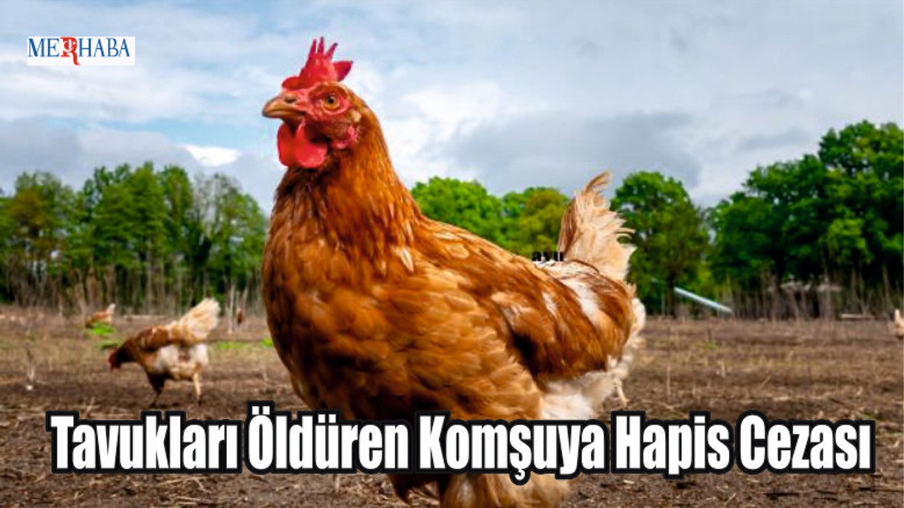 Tavukları Öldüren Komşuya Hapis Cezası