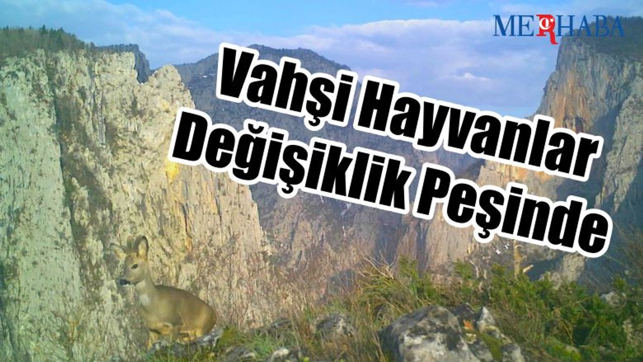 Vahşi Hayvanlar Parkta