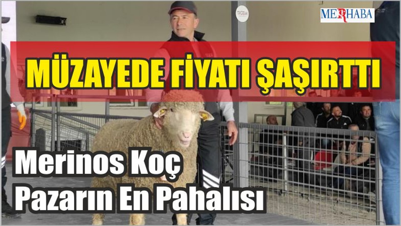 Merinos Koç Pazarın En Pahalısı