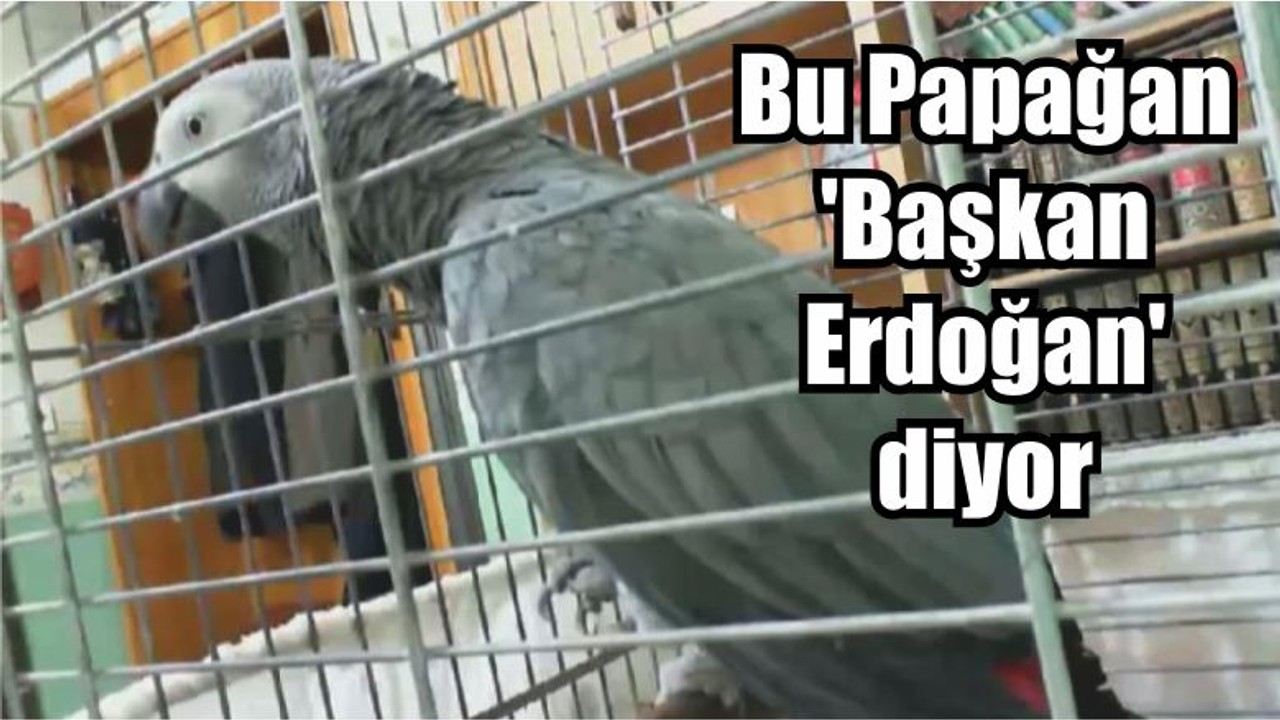 Bu Papağan 'Başkan Erdoğan' diyor