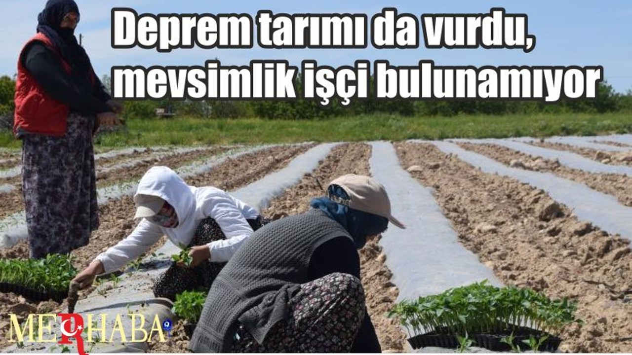 Deprem tarımı da vurdu, mevsimlik işçi bulunamıyor