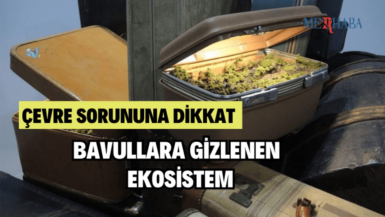 Eski Bavullara Gizlenen Ekosistemler