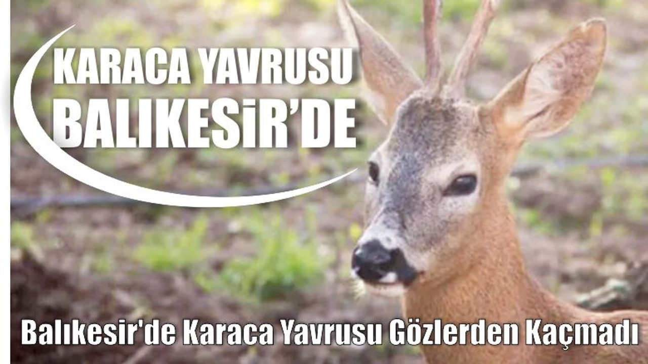 Balıkesir'de Karaca Yavrusu Gözlerden Kaçmadı