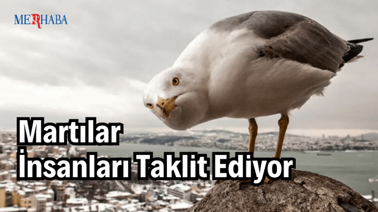 Martılar İnsanları Taklit Ediyor