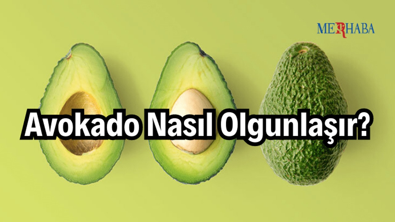 Avokado Nasıl Olgunlaşır?