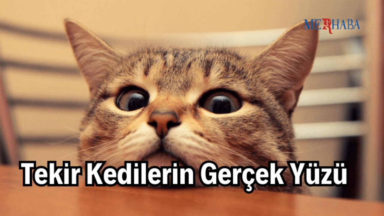 Tekir Kedilerin Gerçek Yüzü