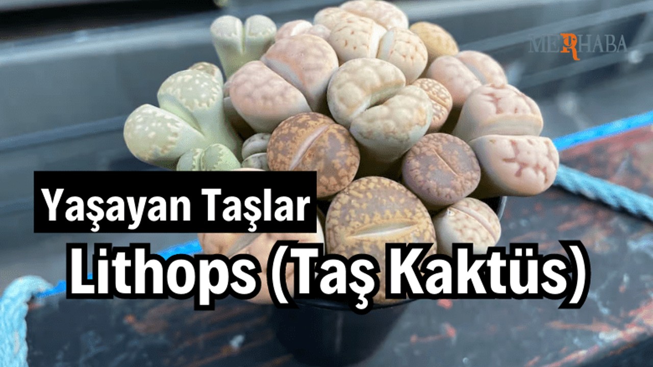Yaşayan Taşlar: Lithops